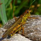 Grasshopper