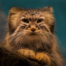 Lynx
