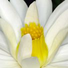 Water Lily