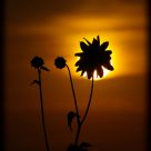 SUN-flower