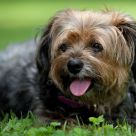 Lucy