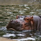Hippo