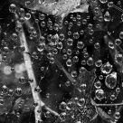 Fog Dew Droplets