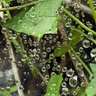 Strings of Dew Droplets