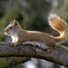 Ginger goes out on a limb...