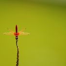 Red and Green