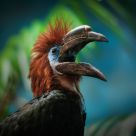 Papuan hornbill,
