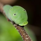 Caterpillar Face