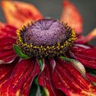 Flower #385