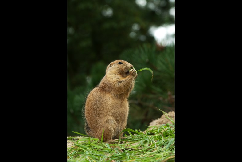 Groundhog