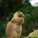 Groundhog