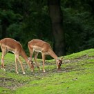 Grazing peacefully