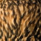 Feathers