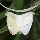 Butterfly Love