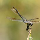 Regal Darner