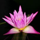 pink water lily