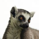 Lemur