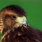 Harris hawk