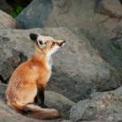 Fox Profile