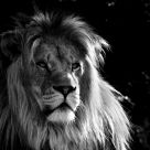 The King of the Jungle