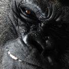 Animal Portrait