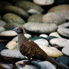 Pigeon