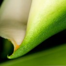 Nature's Curves