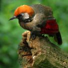 Chrysolophus pictus