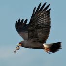 Snail Kite