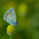 Polyommatus icarus - LYCAENIDAE