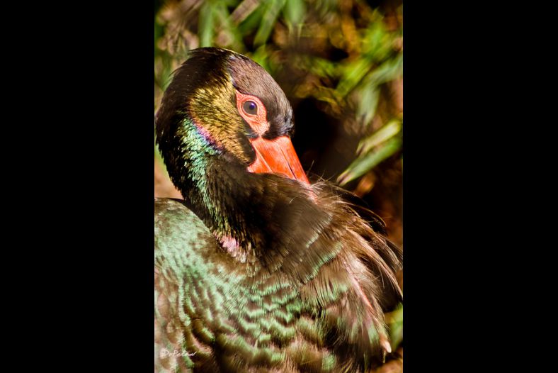 Black Stork