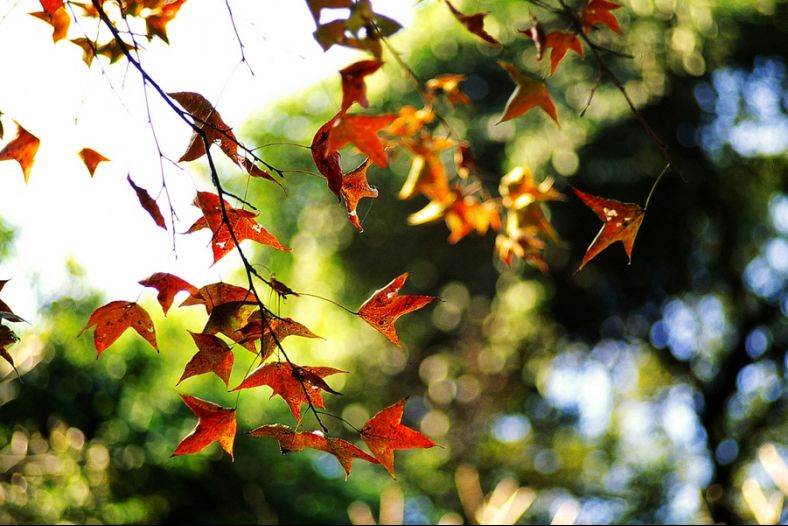 Autumnal Leaves