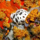 Colorful world under water