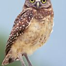 Burrowing Owl