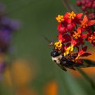 A Bee's Paradise