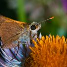 A Moth
