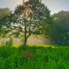 Morning Light
