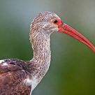 Immature Ibis