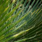 Sharp leafs