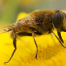 Woolly Bear Hoverfly