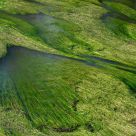 Green spaghetti river