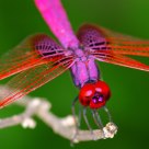 Crimson Dropwing