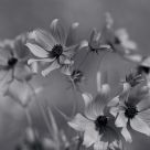 Tickseed Sunflower