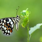Lime Butterfly