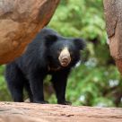 Indian Sloth Bear