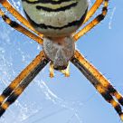Argiope bruennichi