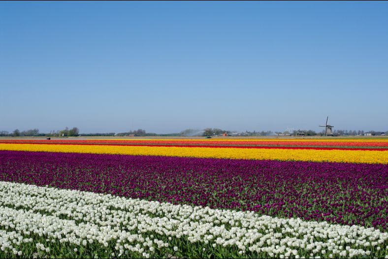 Tulip