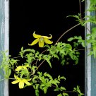 Clematis in a window frame