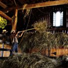 Making Hay