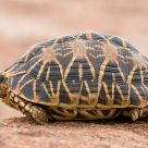 Indian Star Tortoise